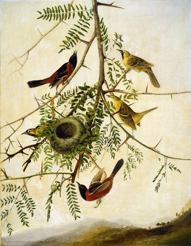 Orchard Oriole by John James Audubon