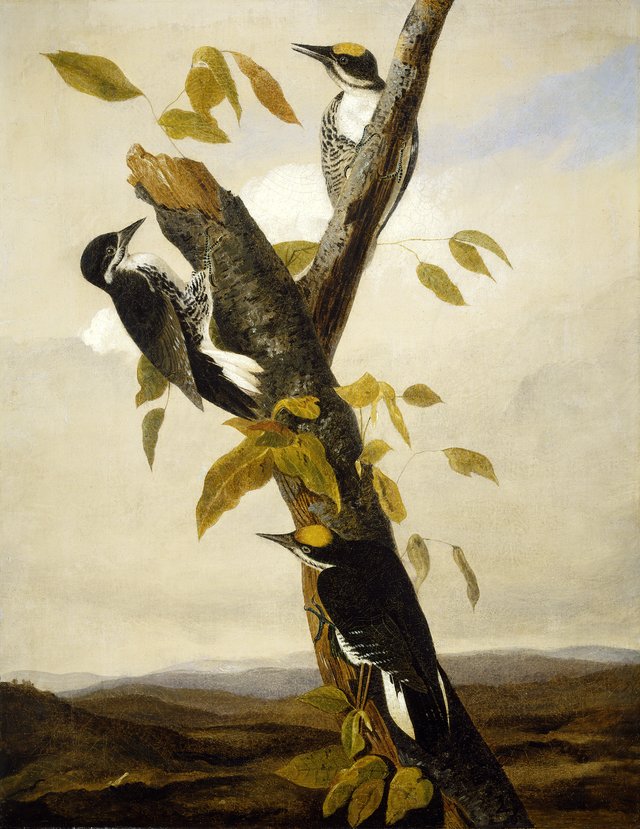 Black-Backed Three-Toed Woodpecker by John James Audubon