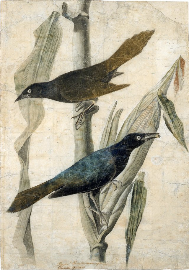 Purple Grackle by John James Audubon