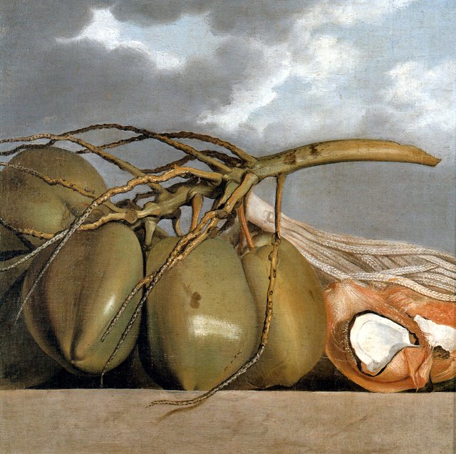 Coconuts by Albert Eckhout