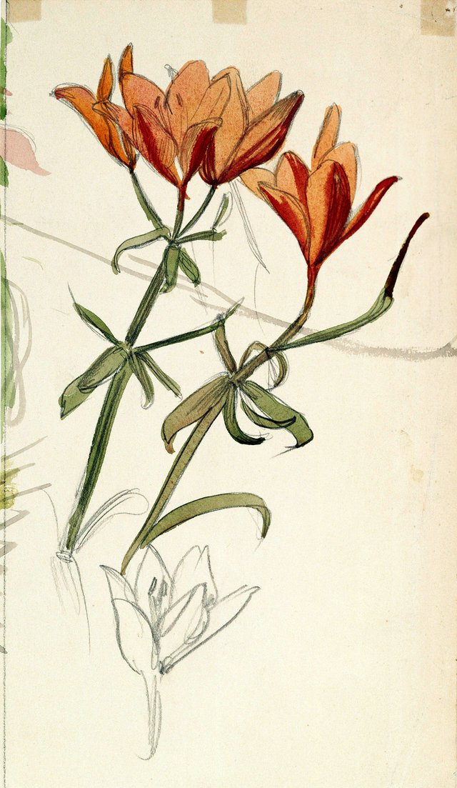 Orange Lilies by Albert Edelfelt