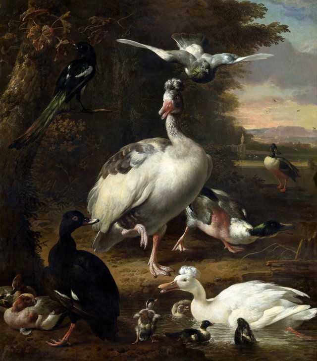 Birds by Melchior d'Hondecoeter