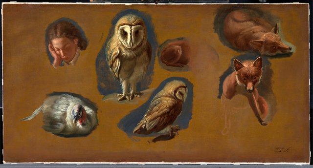 Studies of a Fox, a Barn Owl, a Peahen, and the Head of a Young Man by Jacques-Laurent Agasse