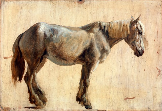Study of a Grey Horse by Jacques-Laurent Agasse
