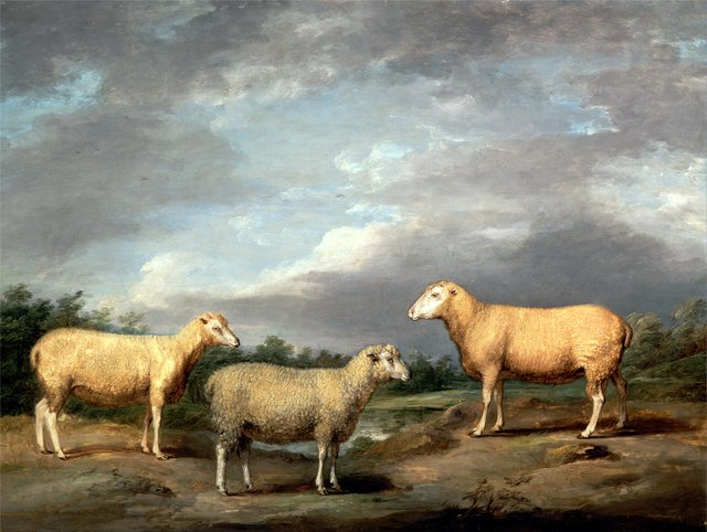 Ryelands Sheep, the King's Ram, the King's Ewe and Lord Somerville's Wether by James Ward