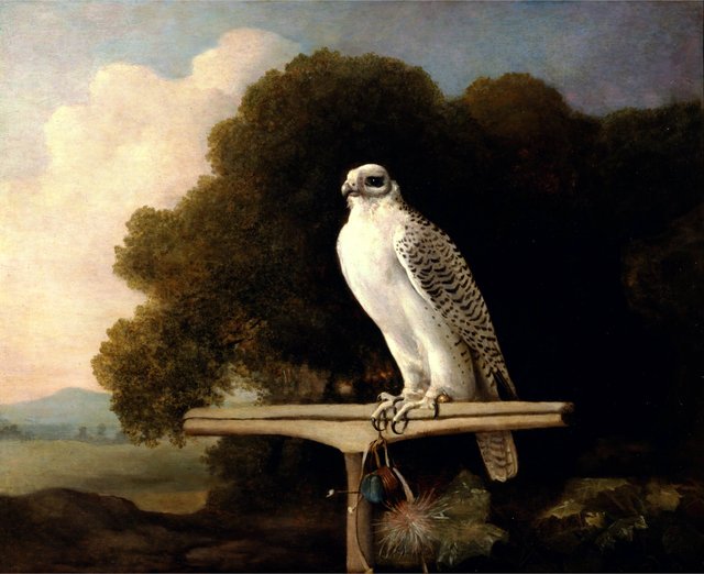 Greenland Falcon by George Stubbs