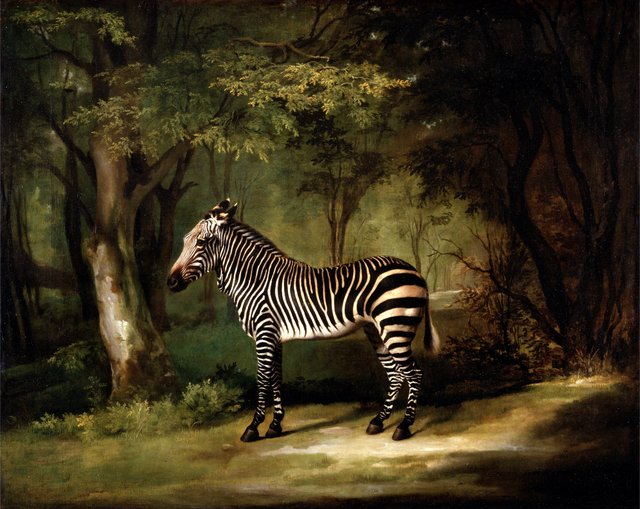Zebra by George Stubbs