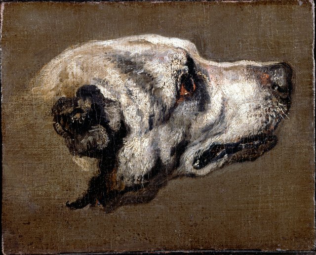 Head of a Hound by Pieter Boel