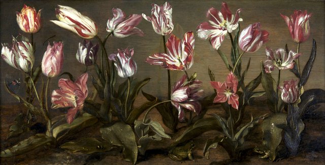 Tulpenbed by Jacob Gerritsz. Cuyp
