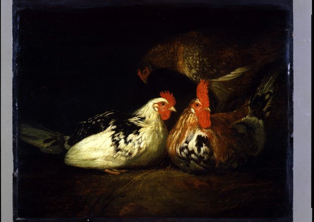 Haan met kippen by Jacob Gerritsz. Cuyp