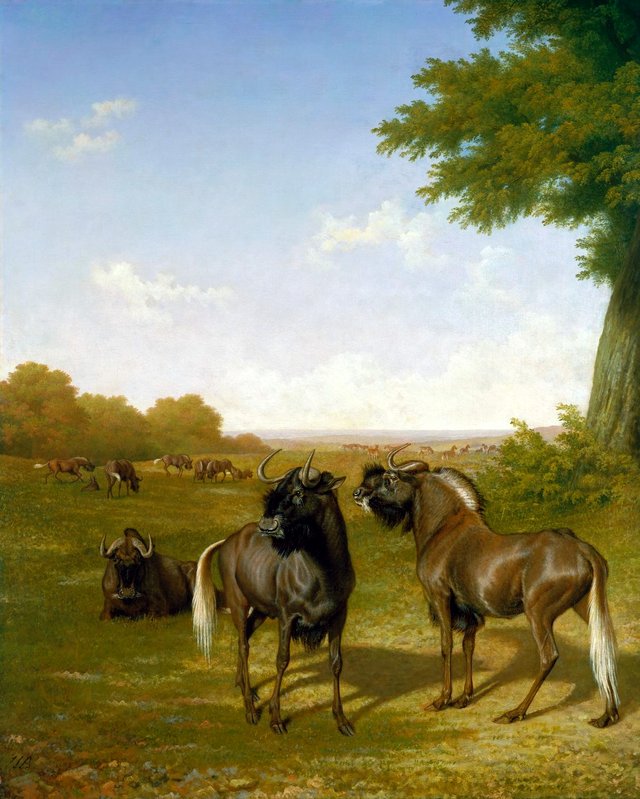 White-tailed gnus by Jacques-Laurent Agasse