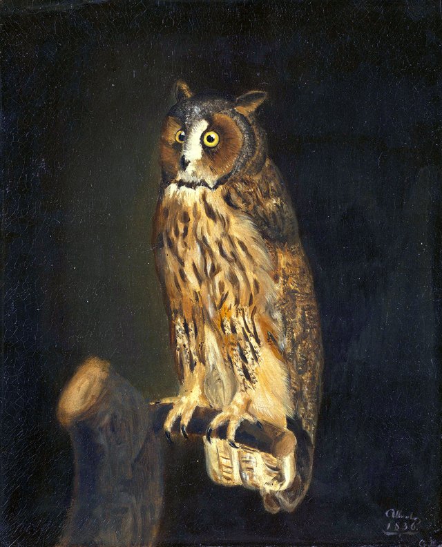 A Long-Eared Owl by Prince Albert of Saxe-Coburg and Gotha
