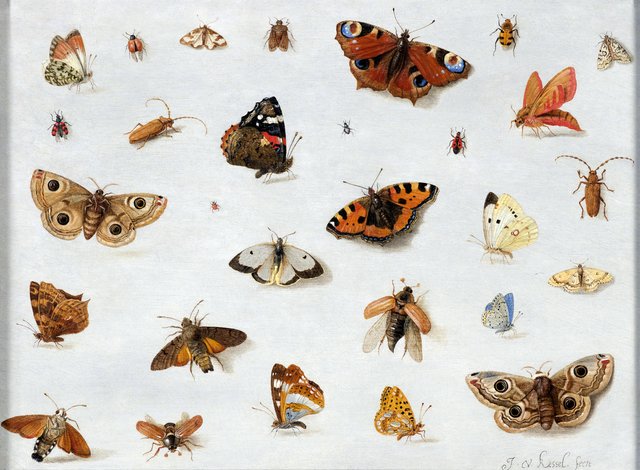 Butterflies and Insects by Jan van Kessel the Elder