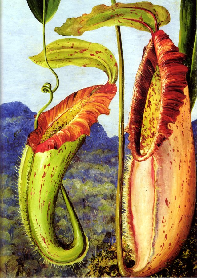 A New Pitcher Plant from the Limestone Mountains of Sarawak, Borneo by Marianne North