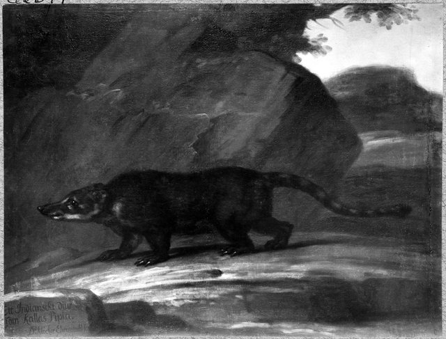 Näsbjörn by David Klöcker Ehrenstrahl
