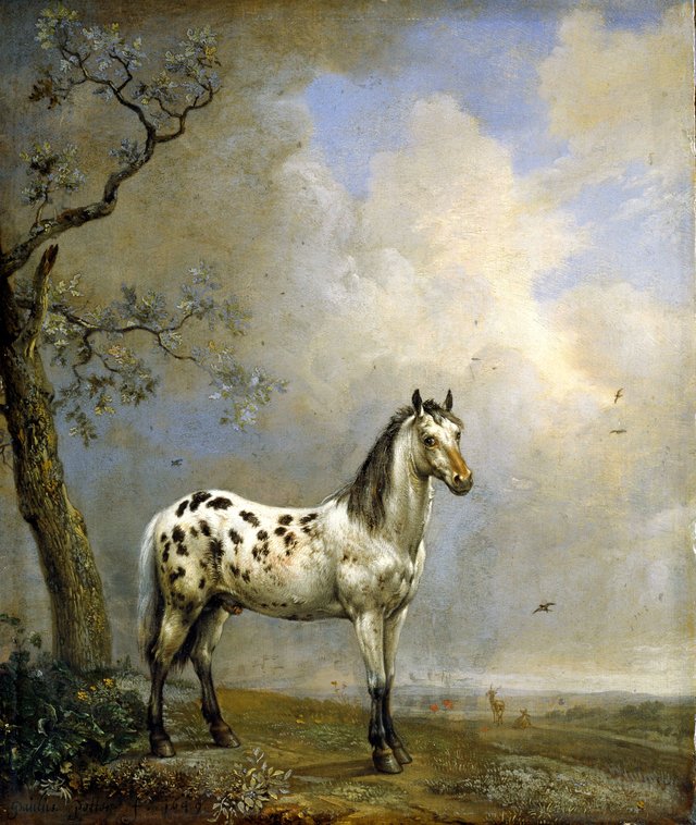 The Spotted Horse by Paulus Potter