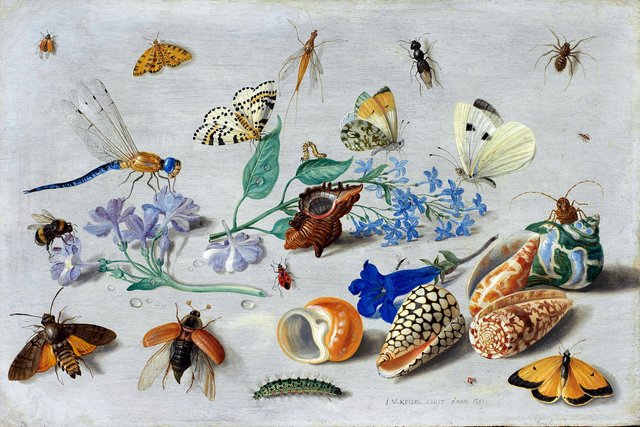 Butterflies and other insects by Jan van Kessel the Elder