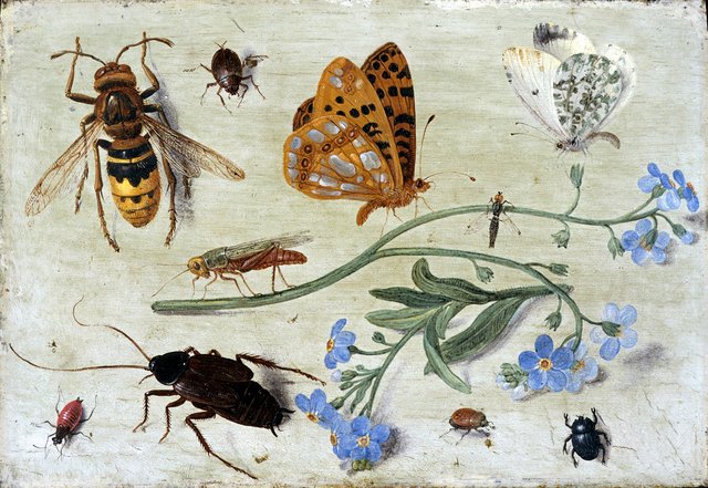 Insects by Jan van Kessel the Elder