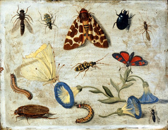 Insects by Jan van Kessel the Elder