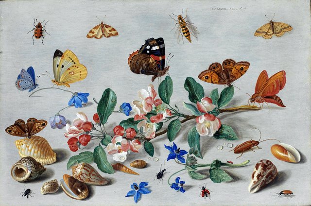 Butterflies and other insects by Jan van Kessel the Elder
