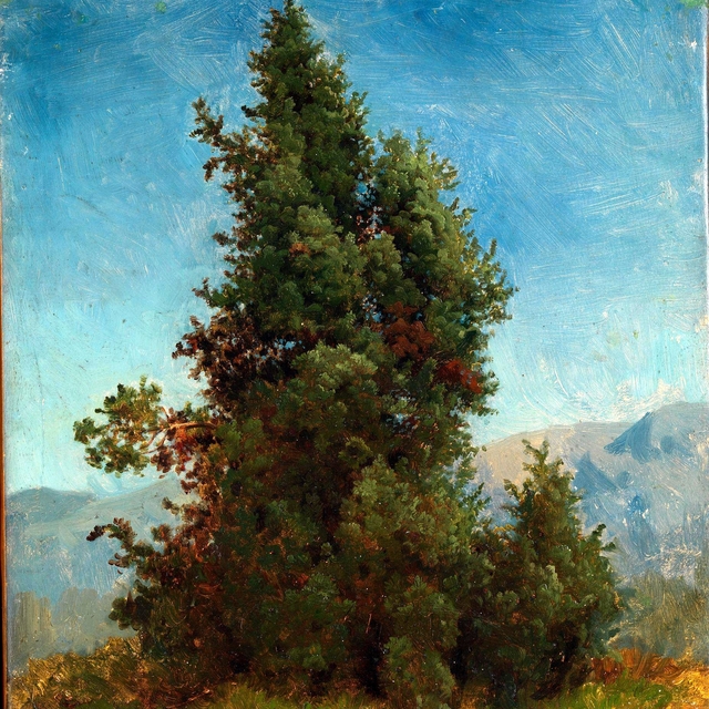 Study of Trees by August Cappelen