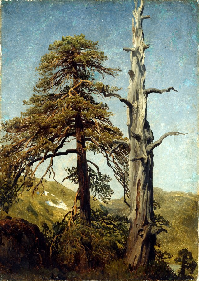 Study of Trees by August Cappelen