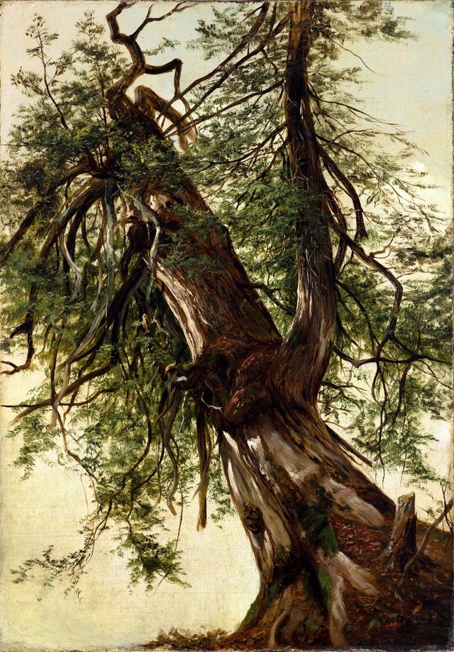 Study of a Cedar by David Johnson