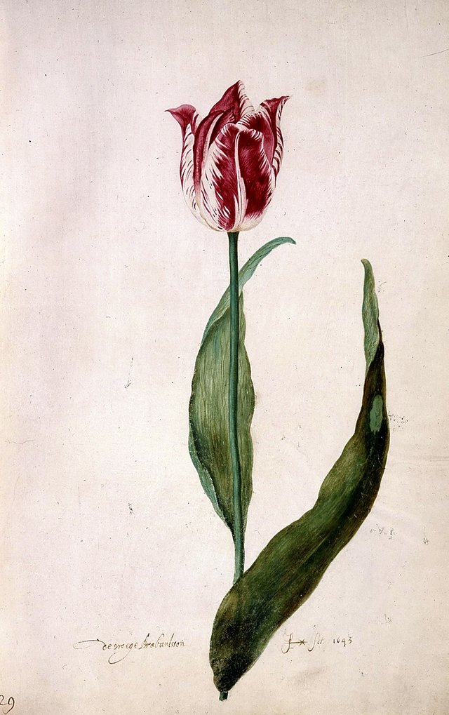 Early Brabantsson (folio 29) by Judith Leyster