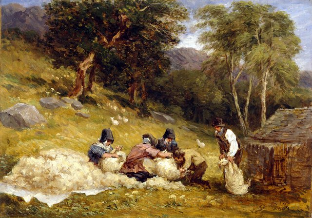 Sheep Shearing by David Cox