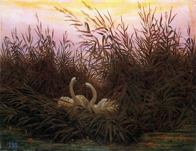 Swans in the reeds at the first dawn by Caspar David Friedrich