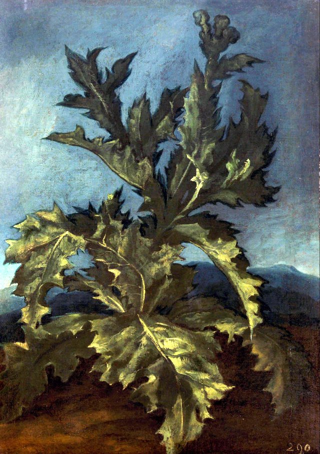 Thistle by Carlo Dolci