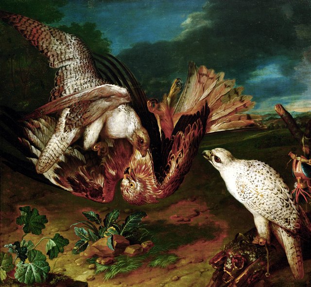 Kämpfende Falken by Philipp Ferdinand de Hamilton