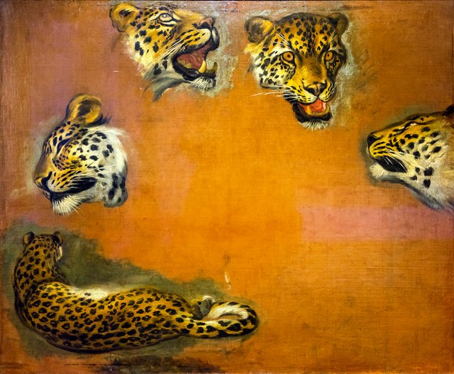 Un léopard et quatre têtes de léopards by Pieter Boel