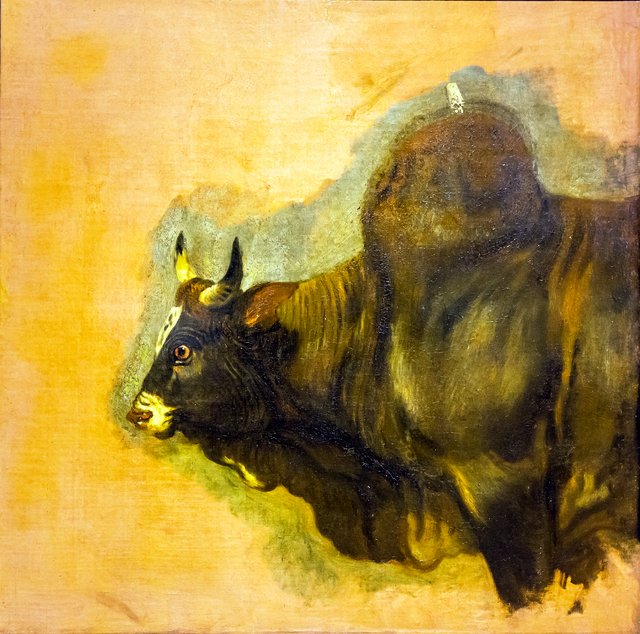 Un Zébu by Pieter Boel