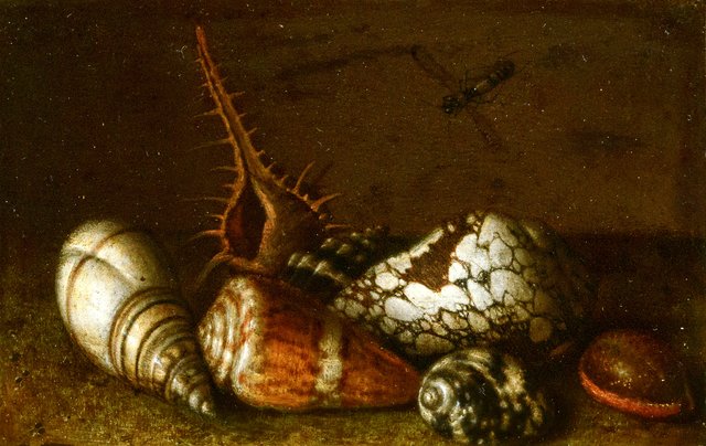 Shells on a Table by Balthasar van der Ast