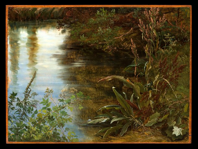 Study of Water and Plants by Thomas Fearnley