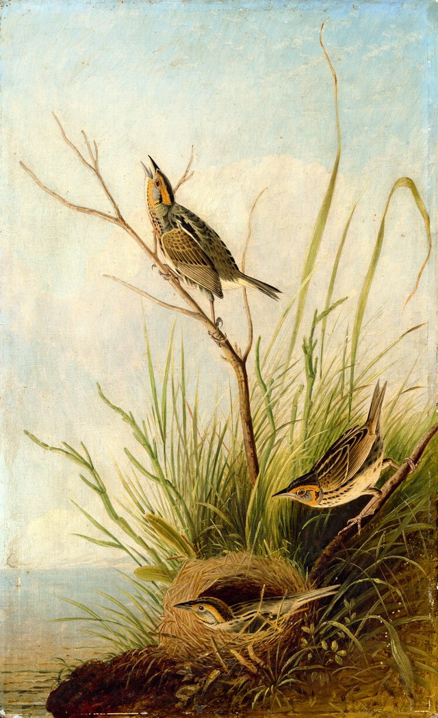 Sharp-Tailed Finch by John James Audubon