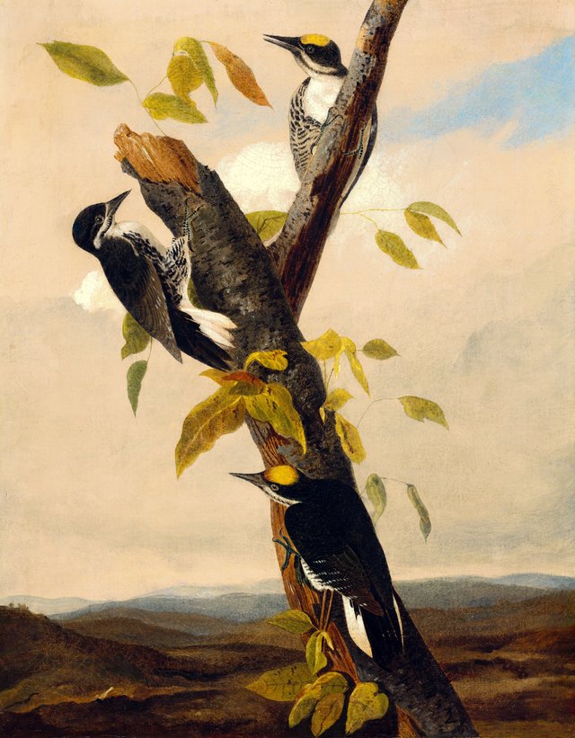 Black-Backed Three-Toed Woodpecker by John James Audubon