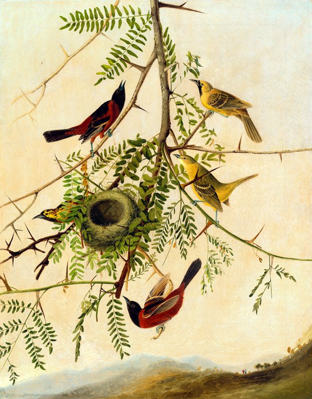Orchard Oriole by John James Audubon