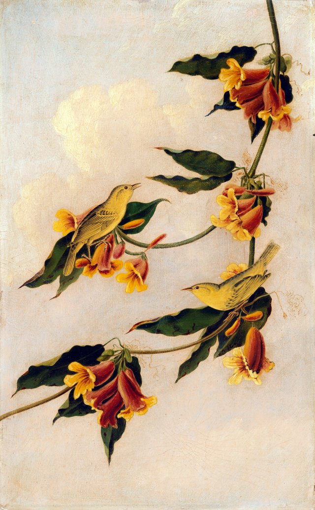 Yellow Warbler by John James Audubon