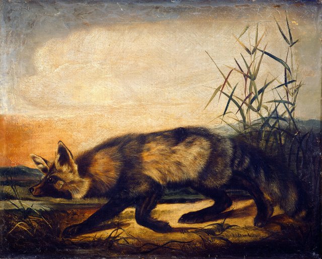 Long-Tailed Red Fox by John Woodhouse Audubon