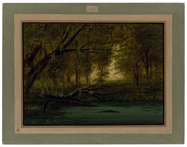 An Alligator's Nest by George Catlin