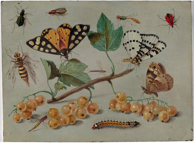 Study of Butterfly and Insects by Jan van Kessel the Elder