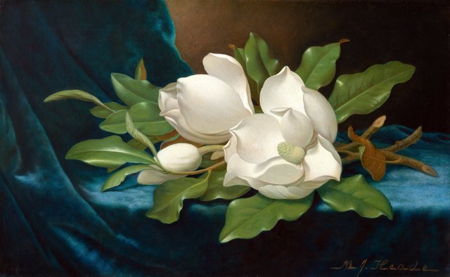 Giant Magnolias on a Blue Velvet Cloth by Martin Johnson Heade