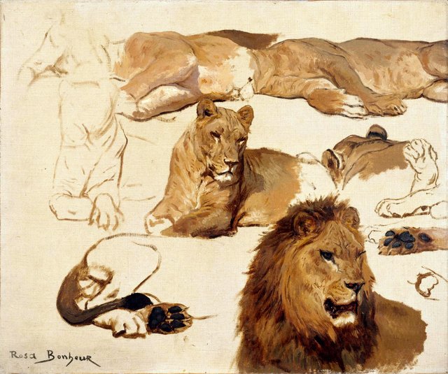 Huit études de lion et lionne et trois études de pattes by Rosa Bonheur