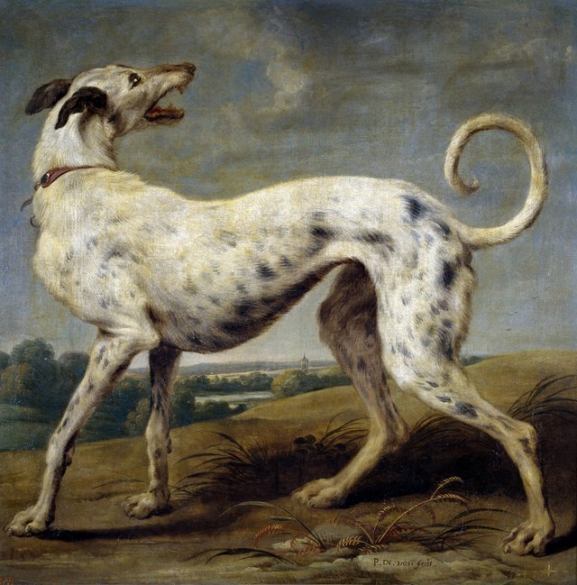 A white greyhound by Paul de Vos