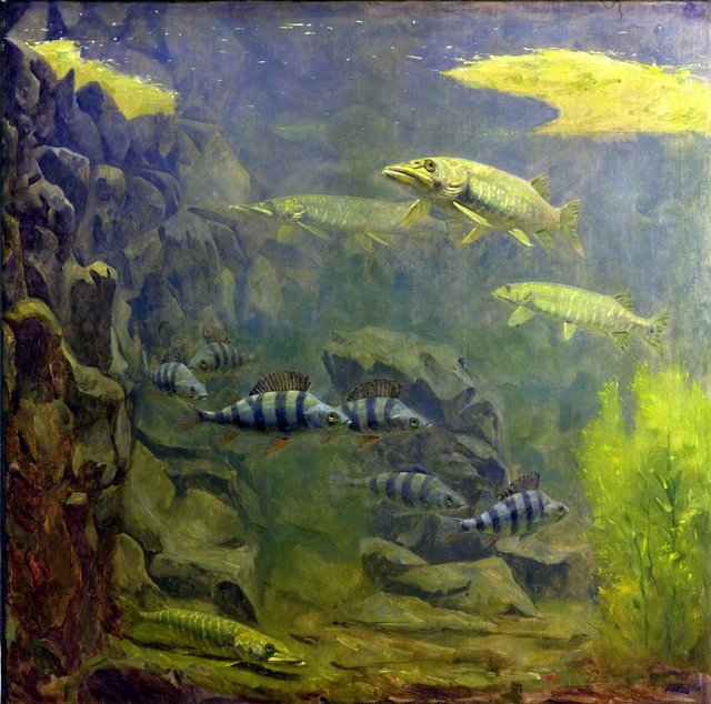 Pike and Perch in an Aquaruim by Gerrit Willem Dijsselhof