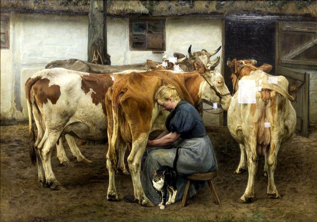 Køerne malkes. Vestjylland by N.P. Mols