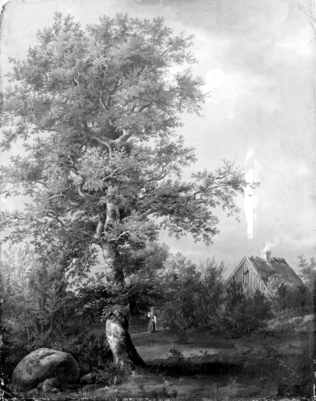 Studie af et bøgetræ ved Engelholm på Sjælland by Johan Christian Dahl