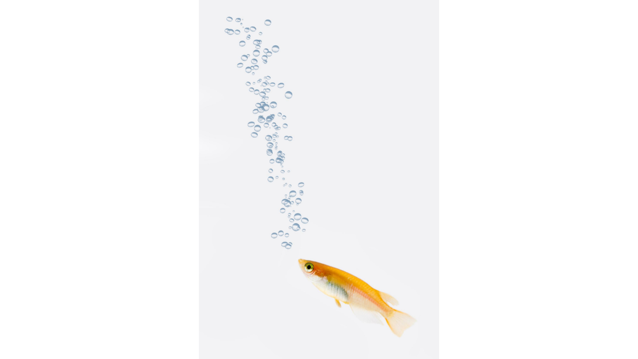 best saltwater gps fishfinder combo